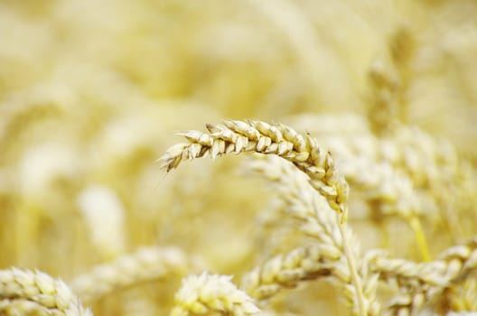 golden wheat field in summer