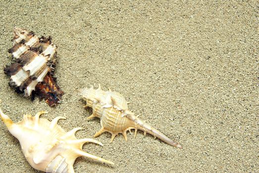 starfish and shells on the beach