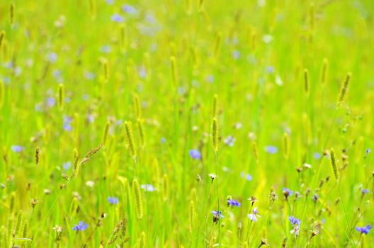 spring grass on the field