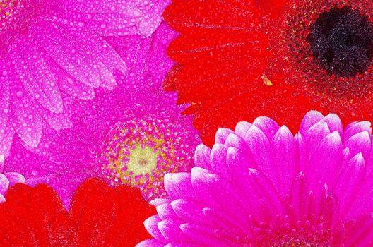  gerbera flower close up background