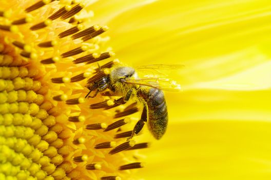 bee on the flower in the  sunflower