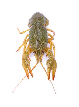 crawfish on a white background