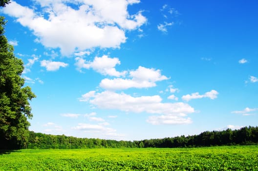 field on a background of the blue sky