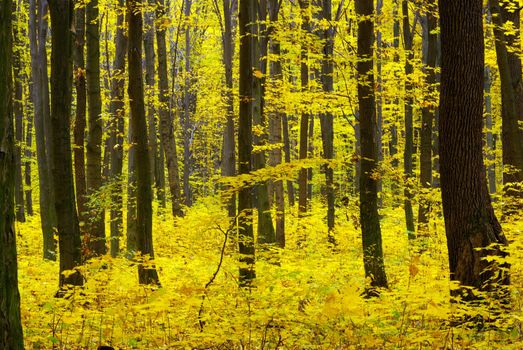 autumn forest  background in a sunny day