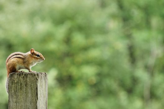 An eastern chipmunk perched on a wooden fence.