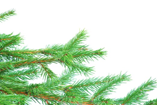 fir tree branches christmas decoration on white