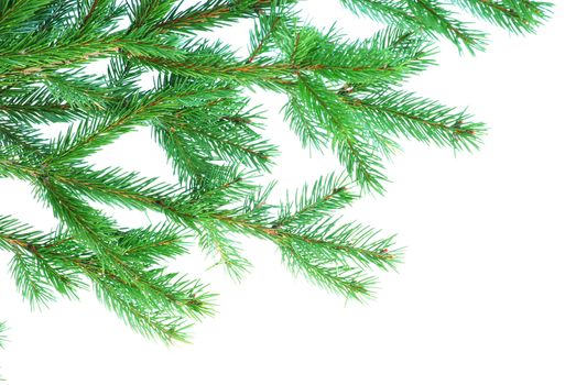 fir tree branches christmas decoration on white