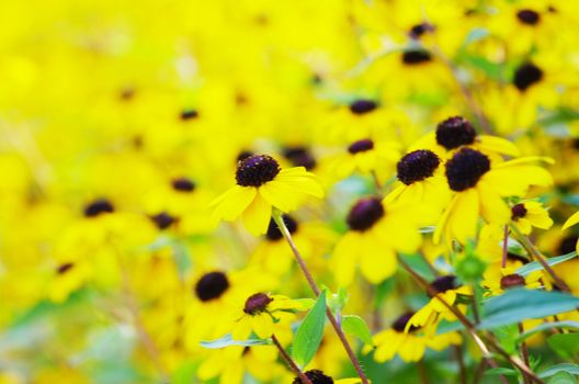 abstract yellow flowers on field