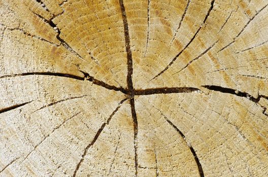 Texture of  wood to serve as background