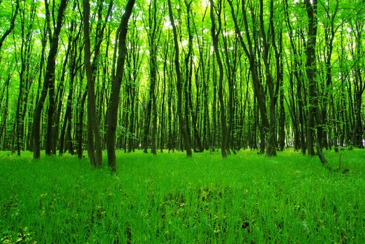 green forest background in a sunny day