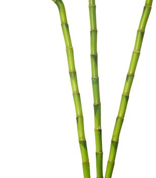 green bamboo  isolated on a white background