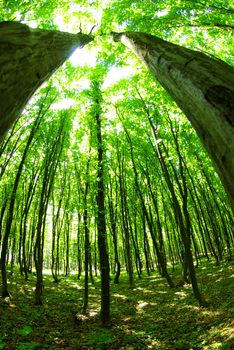 green forest background in a sunny day