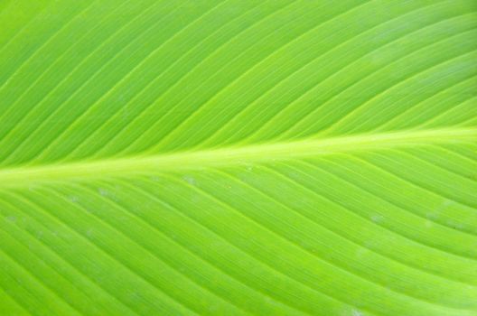 Texture of a green leaf as background