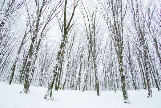 beautiful winter forest  and the road