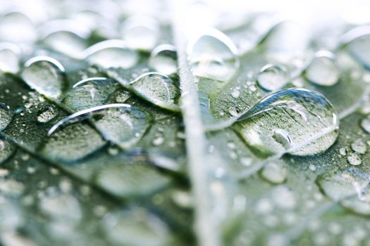water drop macro close up