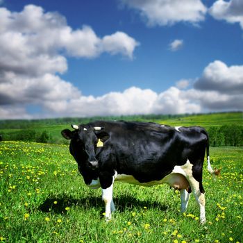 cow on green dandelion field under blue sky