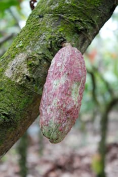 Cacao plantation