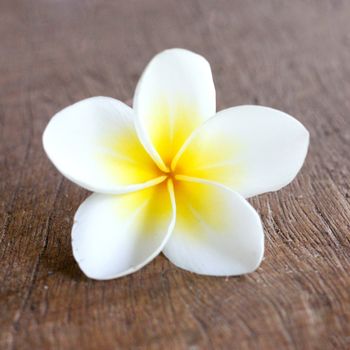 Frangipani