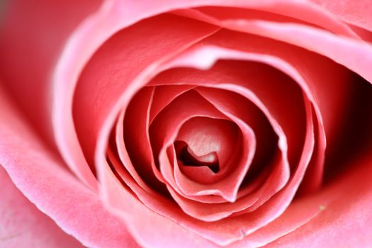 pink rose macro close up