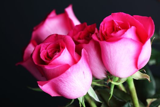 pink rose macro close up
