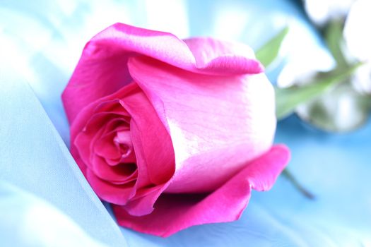 pink rose macro close up