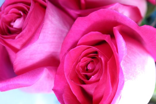 pink rose macro close up