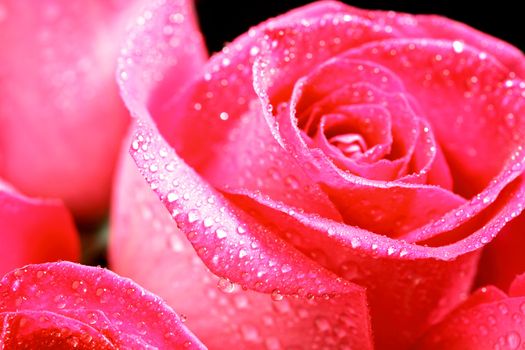 pink rose in water drops macro close up