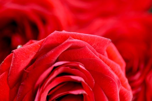 red rose in water drops macro close up