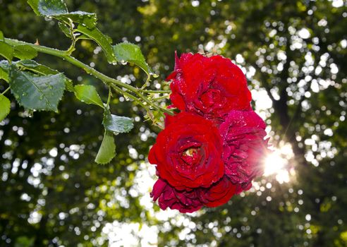 dewy red rose in the evening garden