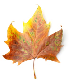 Maple leaf