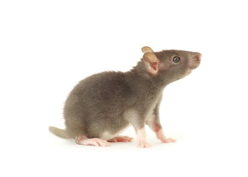 rat  isolated on white background