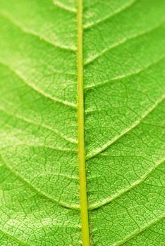 structure of leaf natural background