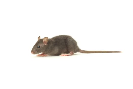 funny rat  isolated on white background