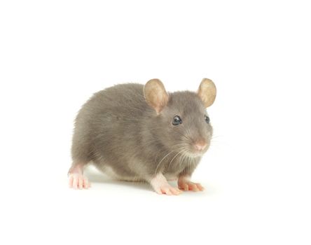 rat  isolated on white background