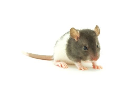 rat  isolated on white background