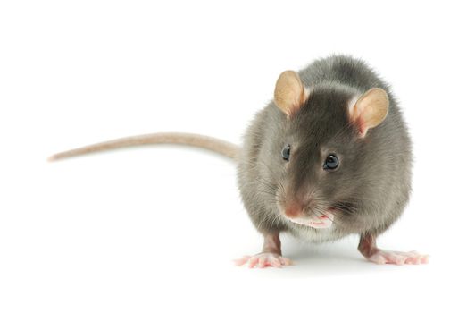 rat  isolated on white background
