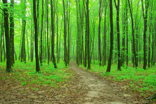 a path is in the green forest