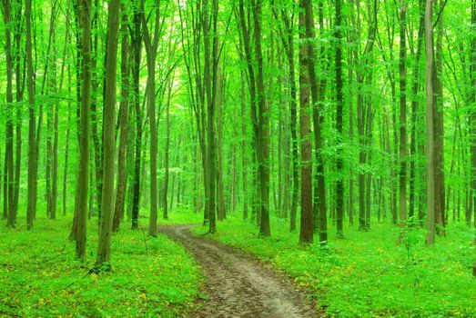 a path is in the green forest
