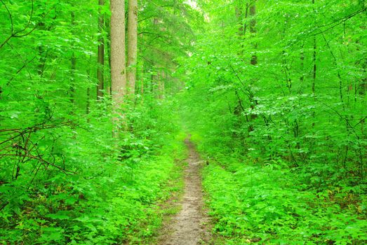 a path is in the green forest