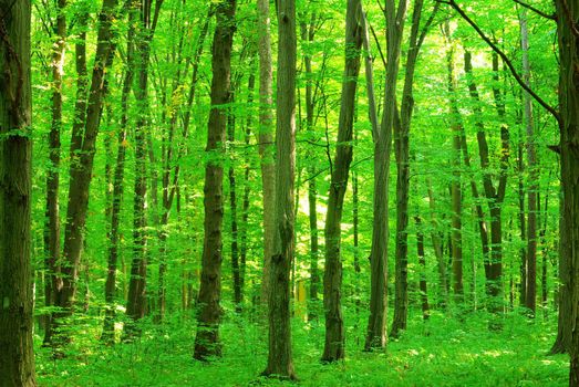 green forest background in a sunny day