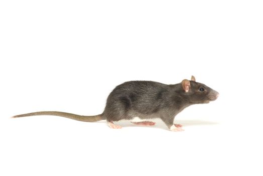 rat  isolated on white background