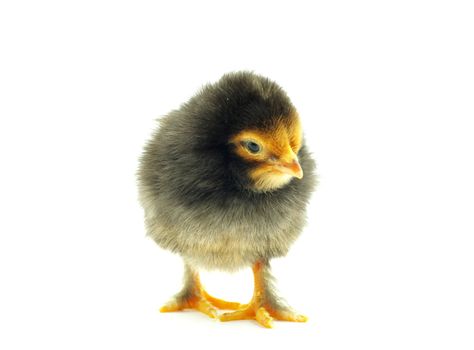 Cute little baby chicken isolated on white background