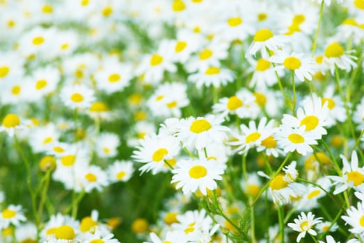 Summer field with a lot of camomiles