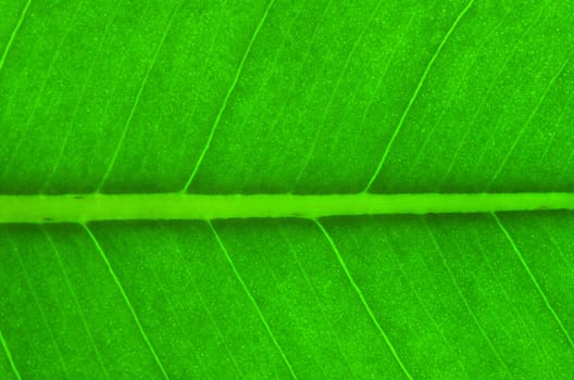 structure of leaf natural background