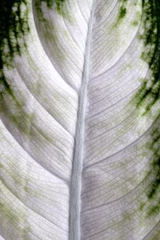 close up macro of a white and green camille leaf