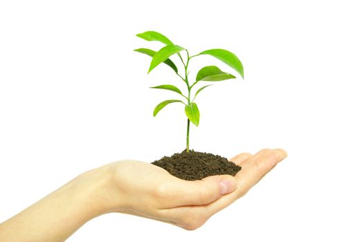  holding a plant between hands on white