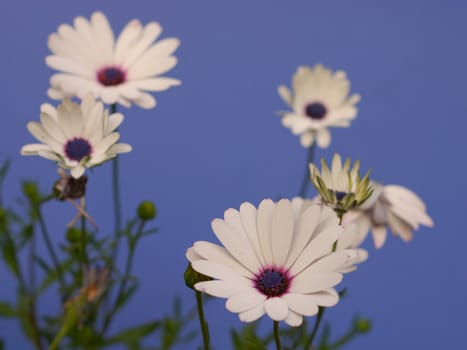 White daisies with a blue background