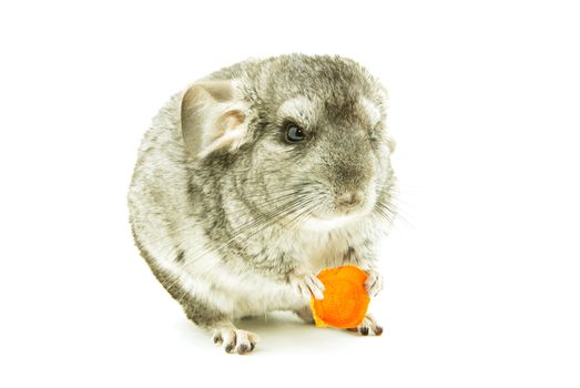 gray chinchilla isolated on white