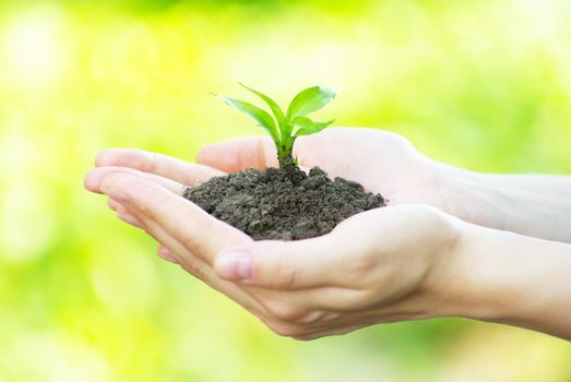 plant in the hand on  green background