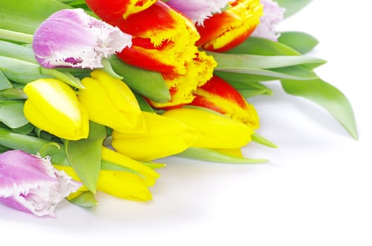 bouquet of the tulips on white background